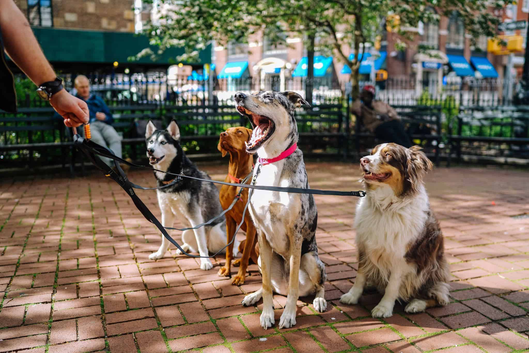 dogs calmly sitting on leash looking at human in a park