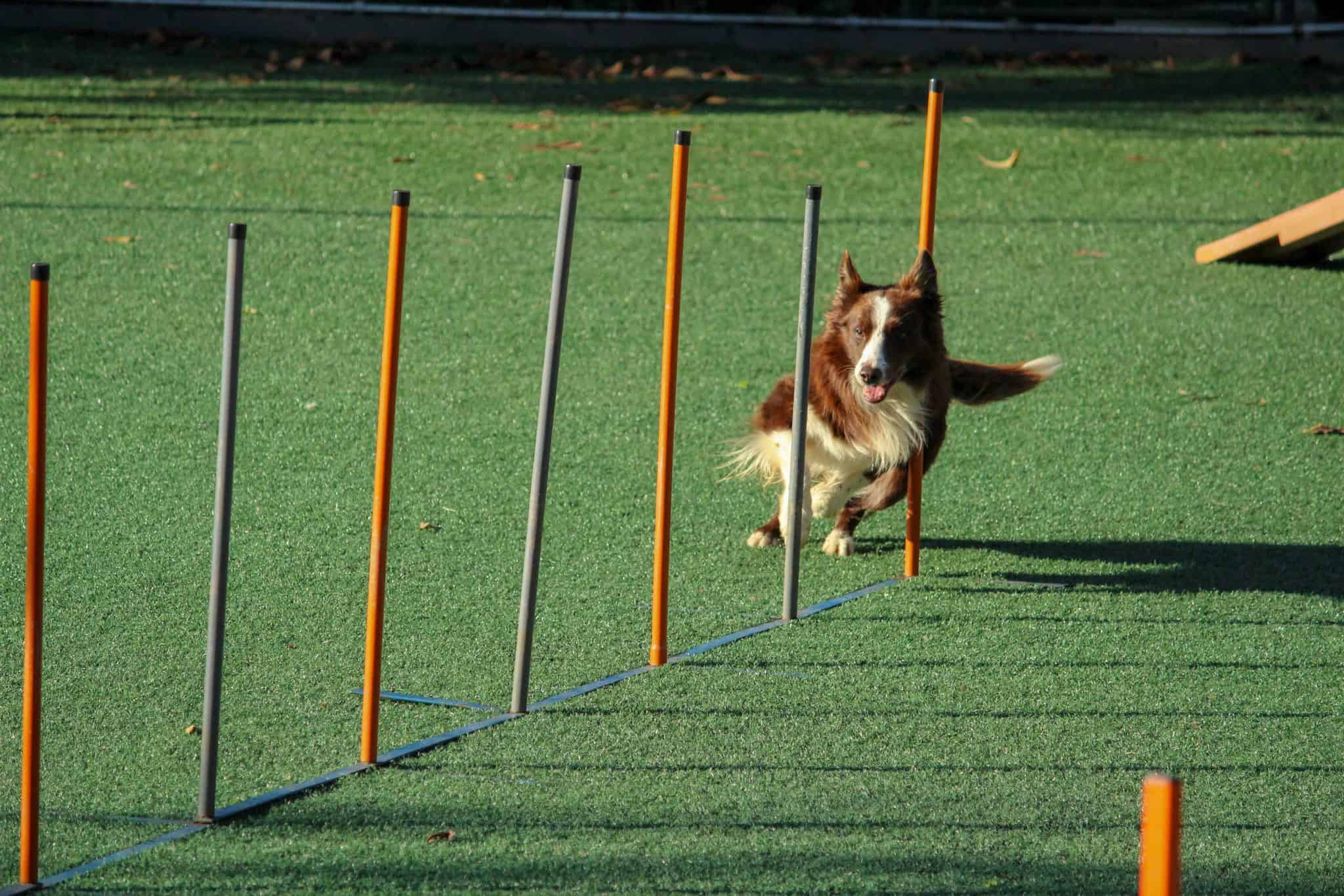 dog running through agility poles