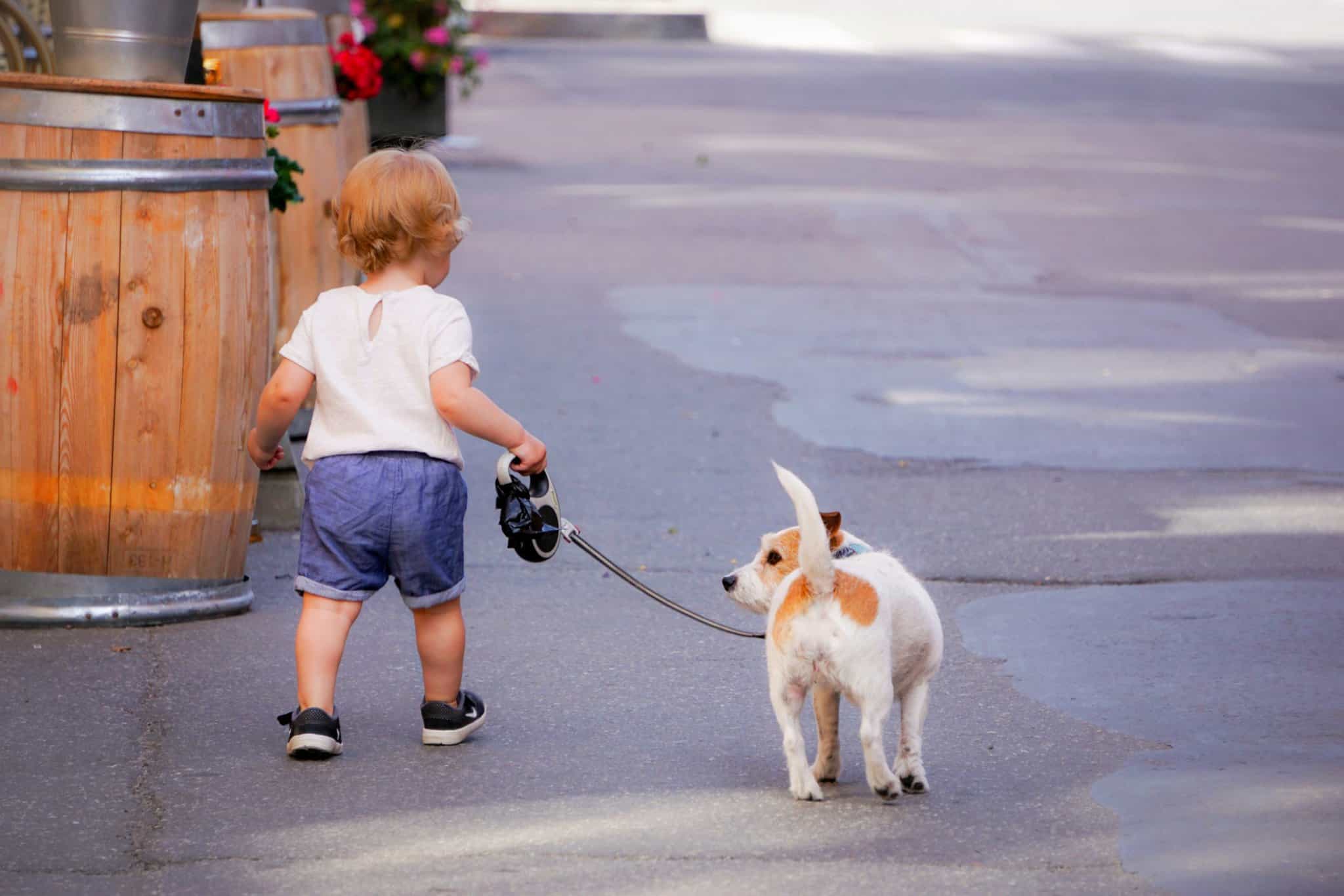 young child walking dog calm on a loose leash