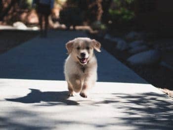 yellow lab puppy running towards you