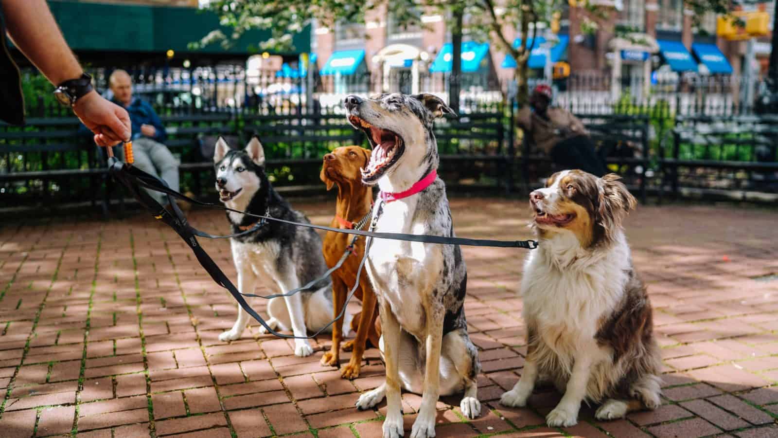 dogs calmly sitting on leash looking at human in a park