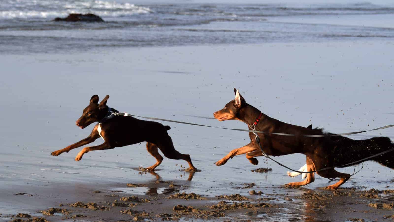 doberman dogs running on beach