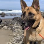 german shepherd dog on ocean beach with rocks behind it