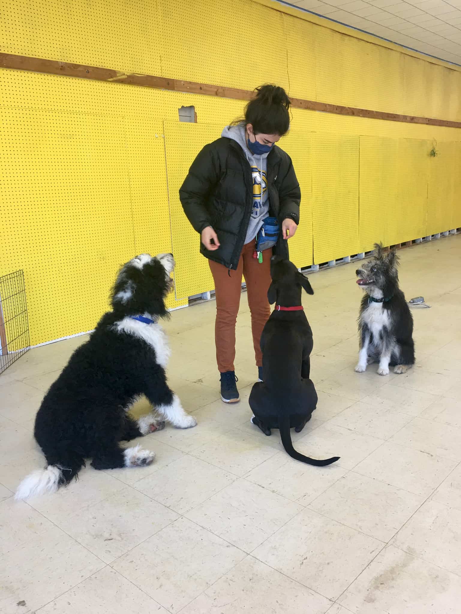 female dog trainer with 3 dogs sitting around her