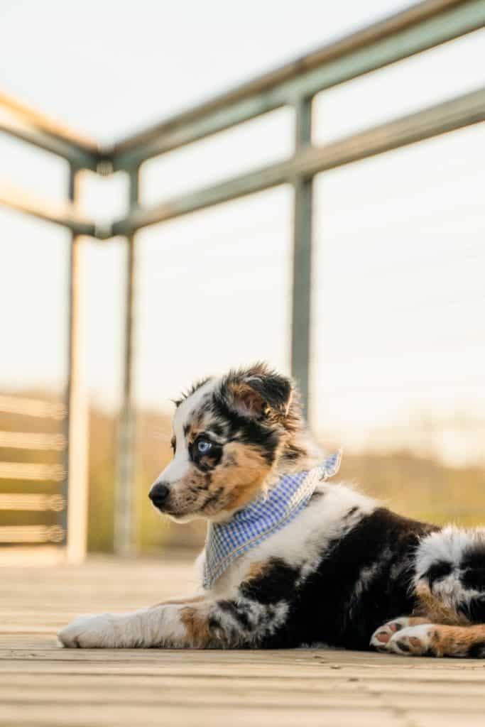 small heeler calico puppy laying down