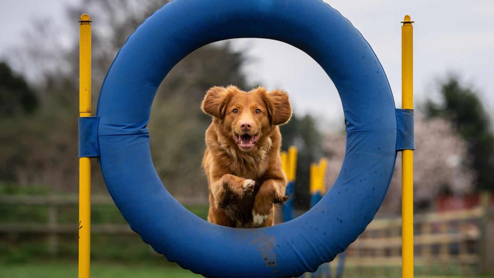 dog agility class jumping through large circle