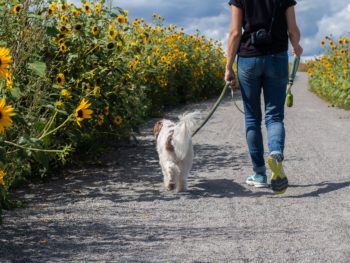 human showing proper way to walk a dog