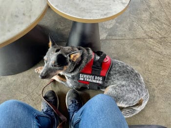 service dog sitting under table with handler