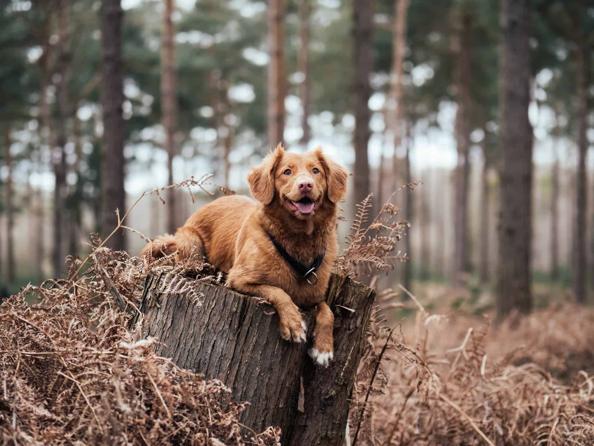 dog on top of tree stump