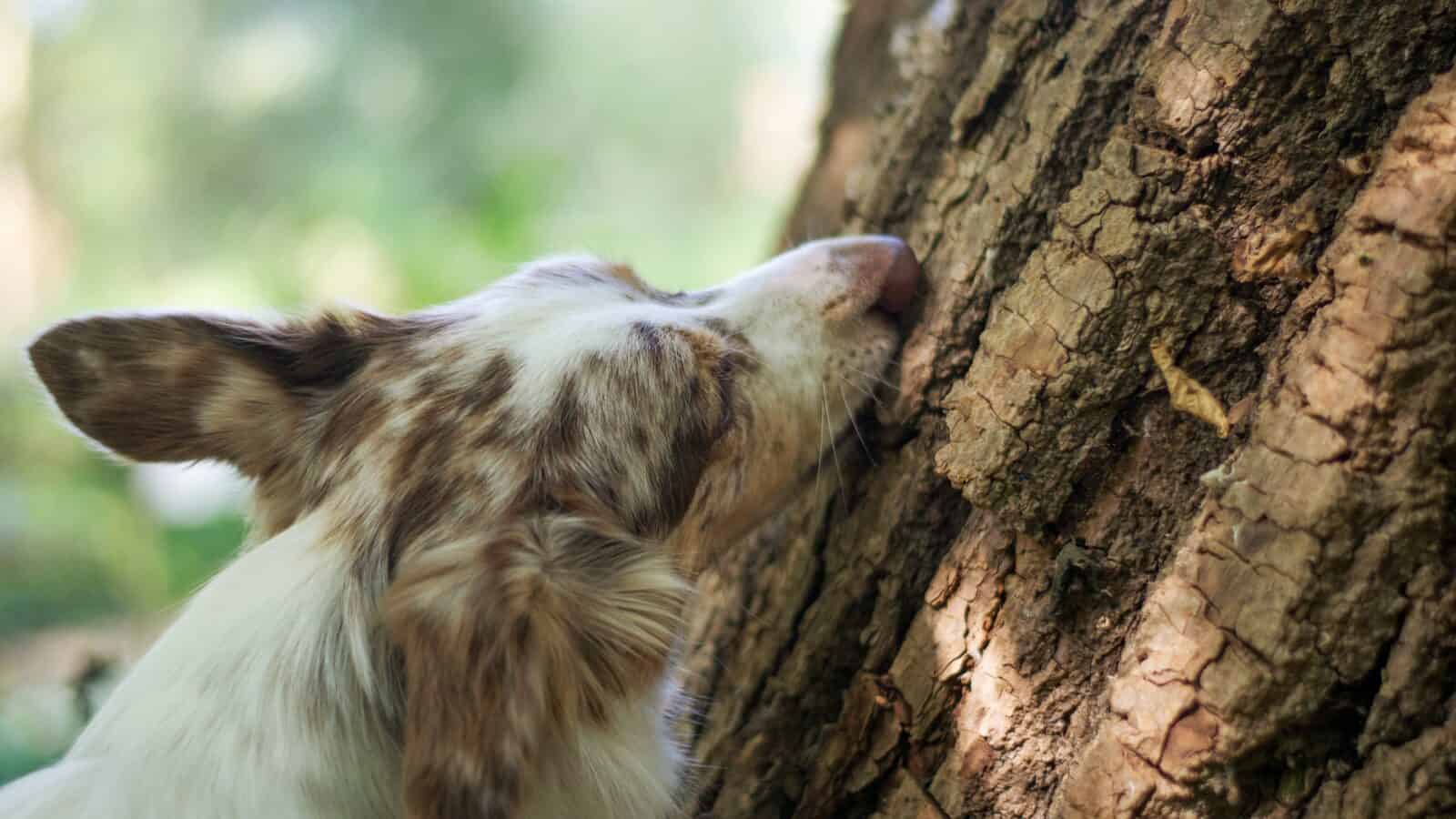 dog sniffing a tree