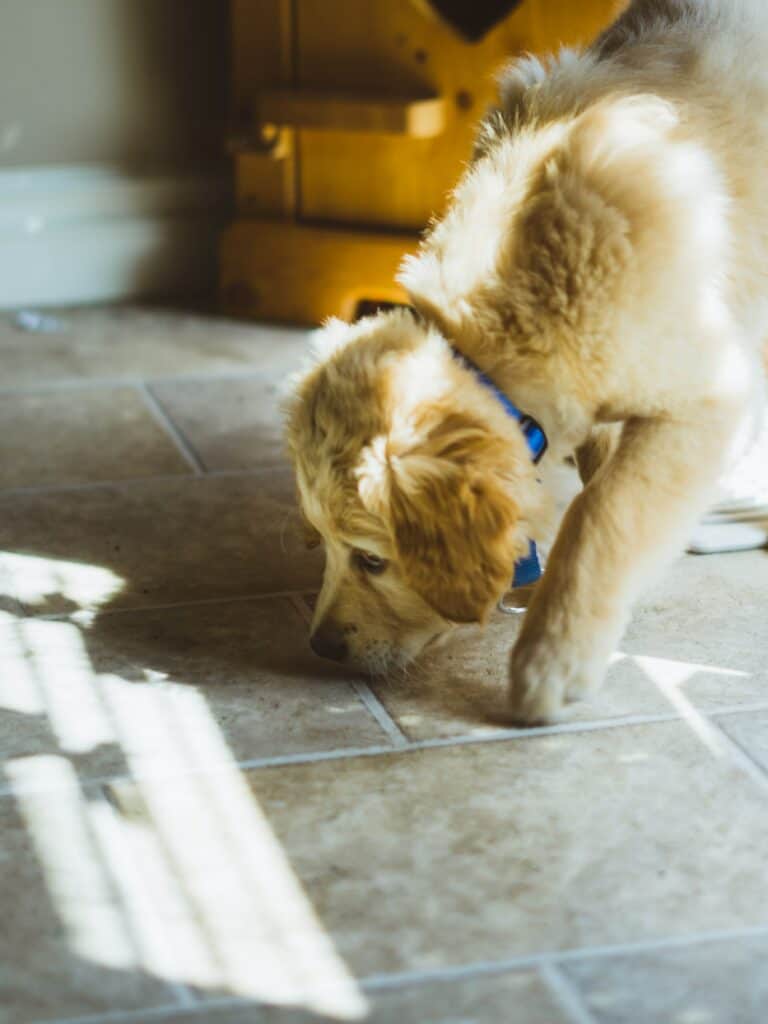 young Labrador retriever sniffing the floor in a house
