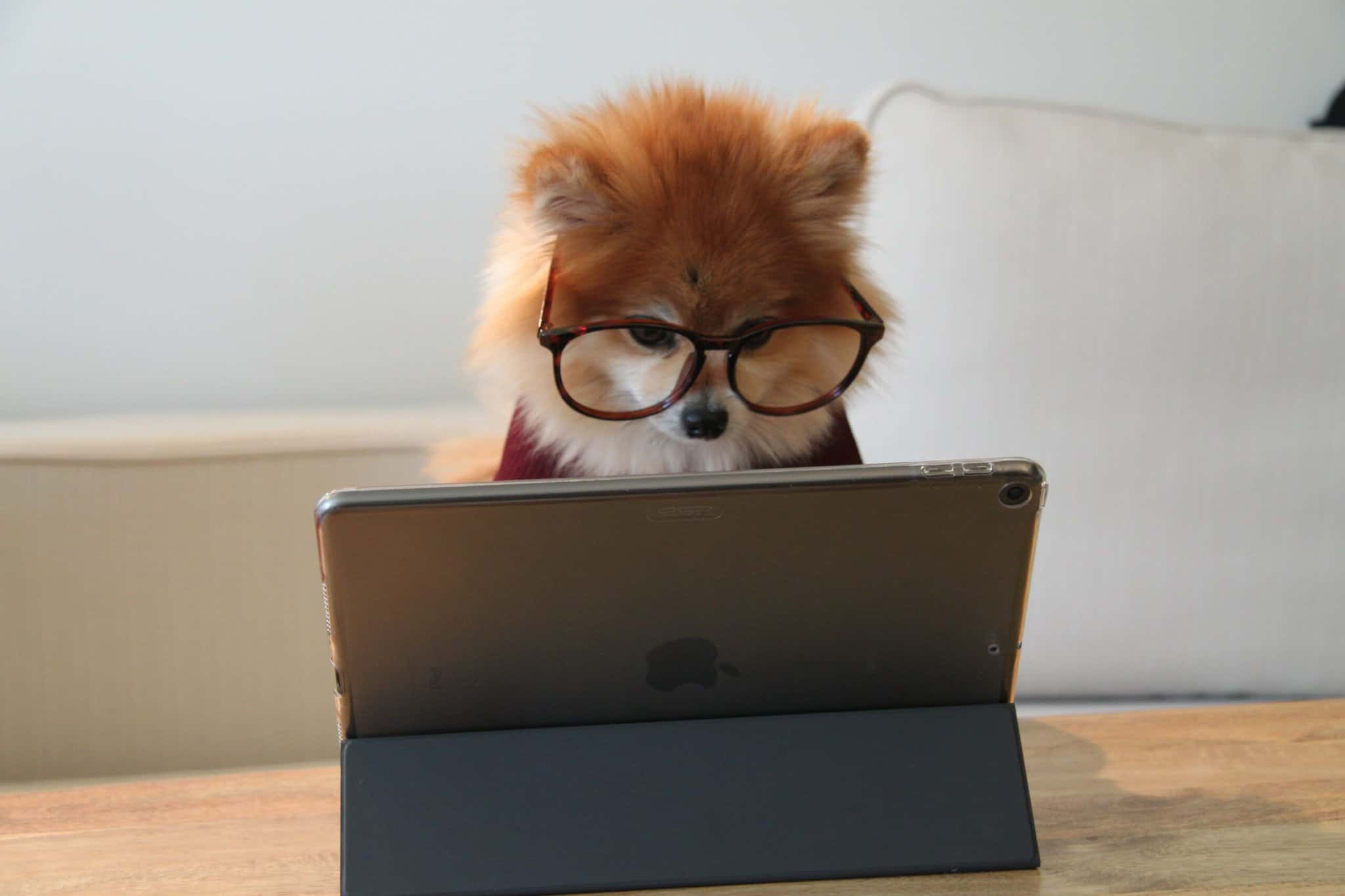 small dog with glasses viewing an ipad